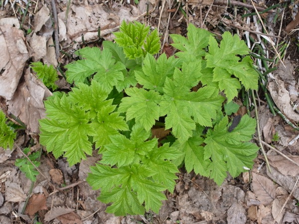 f:id:elmikamino:20120424104944j:image