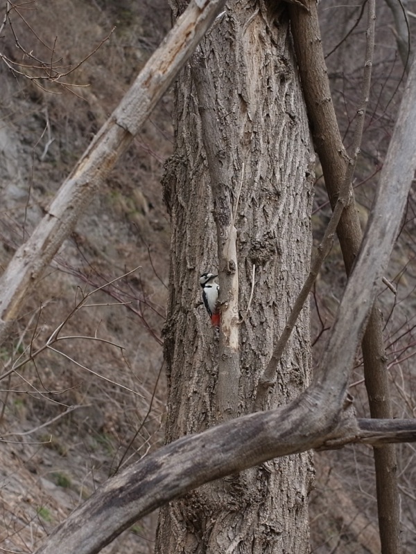 f:id:elmikamino:20120424105320j:image