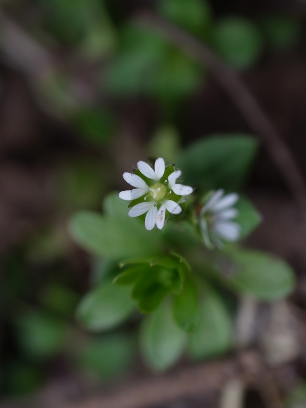 f:id:elmikamino:20120424105402j:image