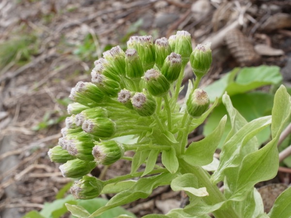 f:id:elmikamino:20120424105802j:image