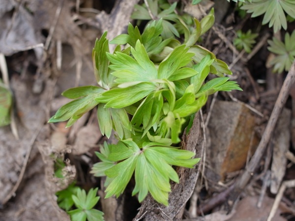 f:id:elmikamino:20120424113730j:image