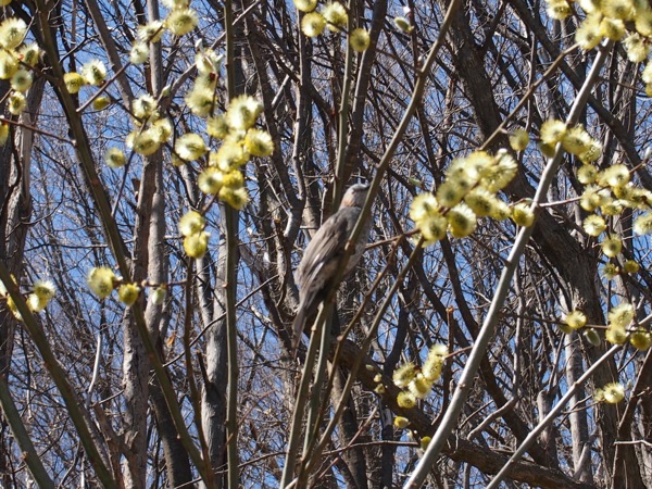 f:id:elmikamino:20120427095447j:image