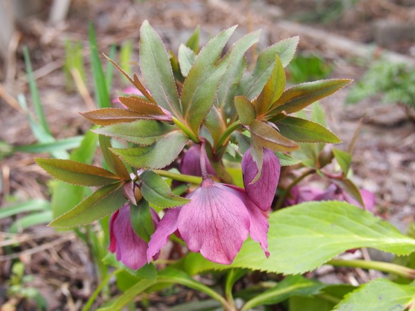 f:id:elmikamino:20120428103826j:image f:id:elmikamino:20120428103826j:image