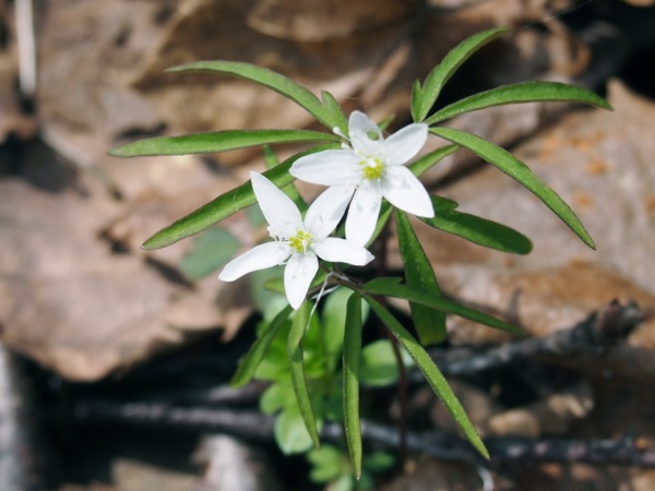 f:id:elmikamino:20120428105854j:image f:id:elmikamino:20120428105854j:image