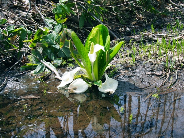f:id:elmikamino:20120428111226j:image f:id:elmikamino:20120428111226j:image