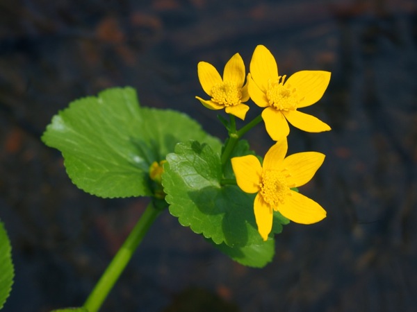 f:id:elmikamino:20120428111324j:image f:id:elmikamino:20120428111324j:image