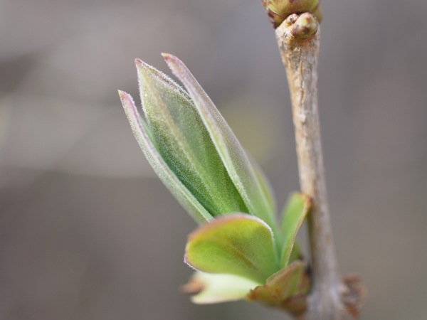 f:id:elmikamino:20120428134221j:image f:id:elmikamino:20120428134221j:image