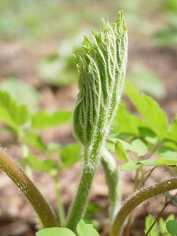 f:id:elmikamino:20120429094306j:image f:id:elmikamino:20120429094306j:image