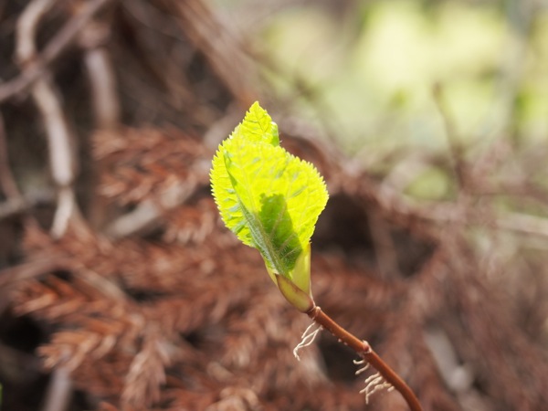 f:id:elmikamino:20120429094619j:image f:id:elmikamino:20120429094619j:image