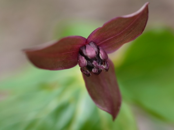 f:id:elmikamino:20120429100034j:image f:id:elmikamino:20120429100034j:image