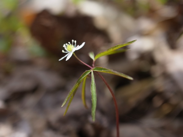 f:id:elmikamino:20120429100951j:image f:id:elmikamino:20120429100951j:image