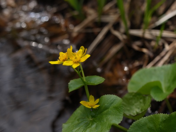 f:id:elmikamino:20120429101522j:image f:id:elmikamino:20120429101522j:image