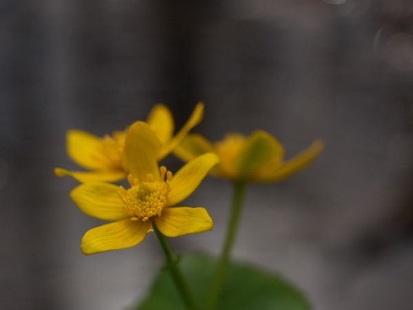 f:id:elmikamino:20120429101546j:image f:id:elmikamino:20120429101546j:image