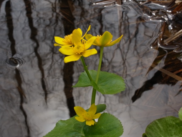 f:id:elmikamino:20120429101630j:image f:id:elmikamino:20120429101630j:image