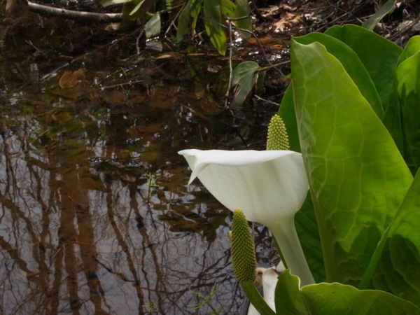 f:id:elmikamino:20120429101847j:image f:id:elmikamino:20120429101847j:image