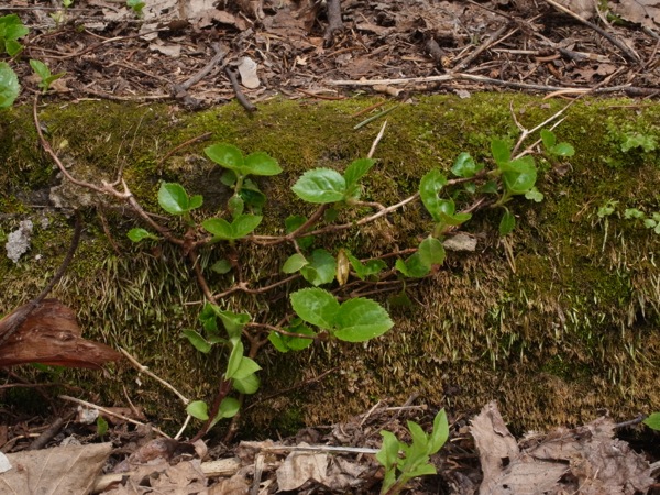 f:id:elmikamino:20120429102350j:image f:id:elmikamino:20120429102350j:image