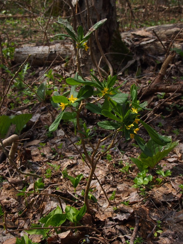 f:id:elmikamino:20120429104002j:image f:id:elmikamino:20120429104002j:image