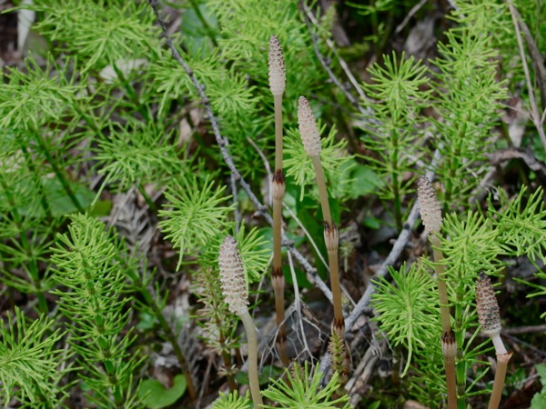 f:id:elmikamino:20120429105155j:image f:id:elmikamino:20120429105155j:image