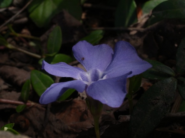 f:id:elmikamino:20120430093508j:image