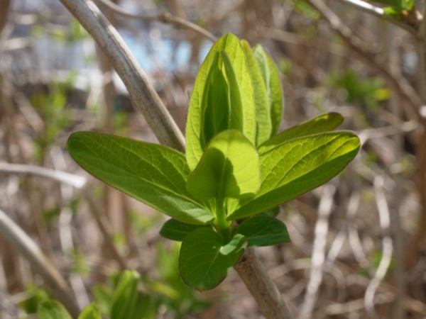 f:id:elmikamino:20120430095357j:image