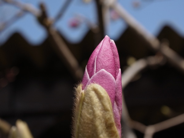 f:id:elmikamino:20120430100102j:image