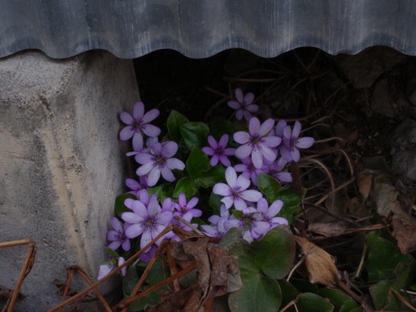 f:id:elmikamino:20120430100340j:image