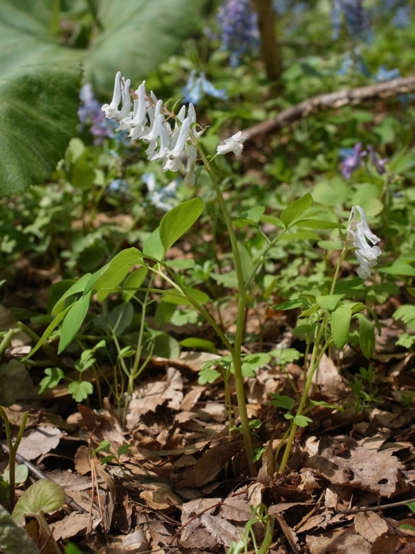 f:id:elmikamino:20120430103036j:image