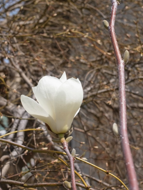 f:id:elmikamino:20120430103910j:image