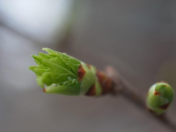 f:id:elmikamino:20120503094103j:image