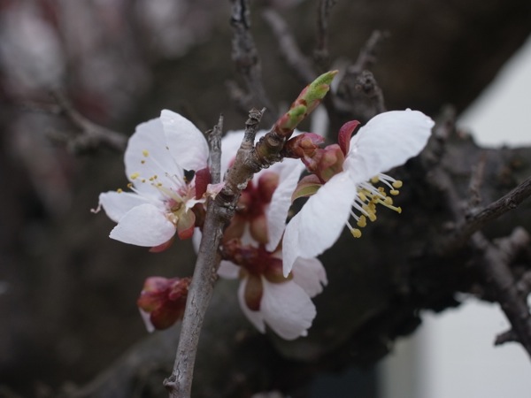 f:id:elmikamino:20120503094237j:image