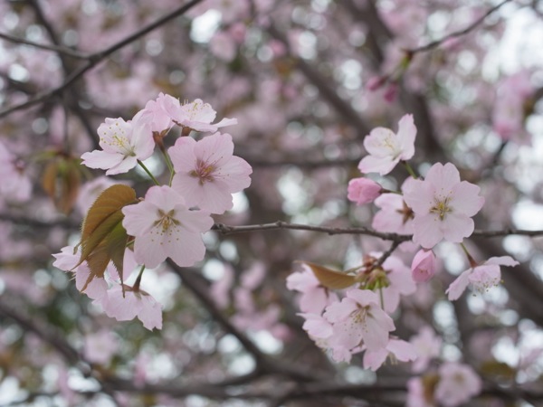 f:id:elmikamino:20120503094413j:image