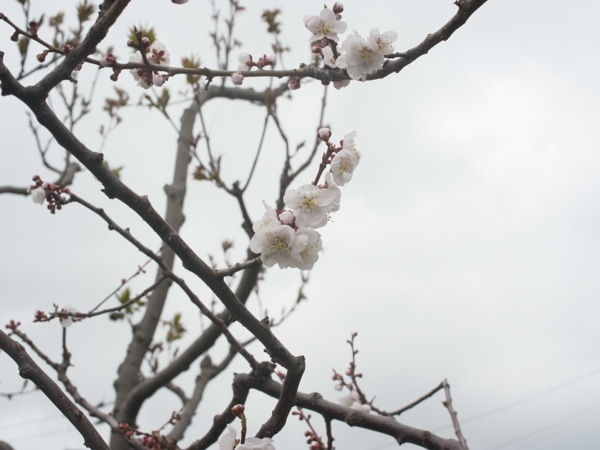 f:id:elmikamino:20120503094534j:image