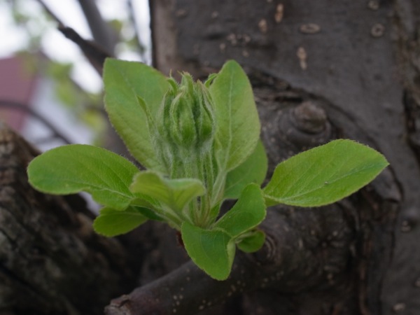 f:id:elmikamino:20120503095545j:image