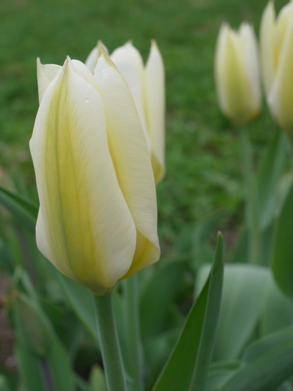 f:id:elmikamino:20120503095612j:image