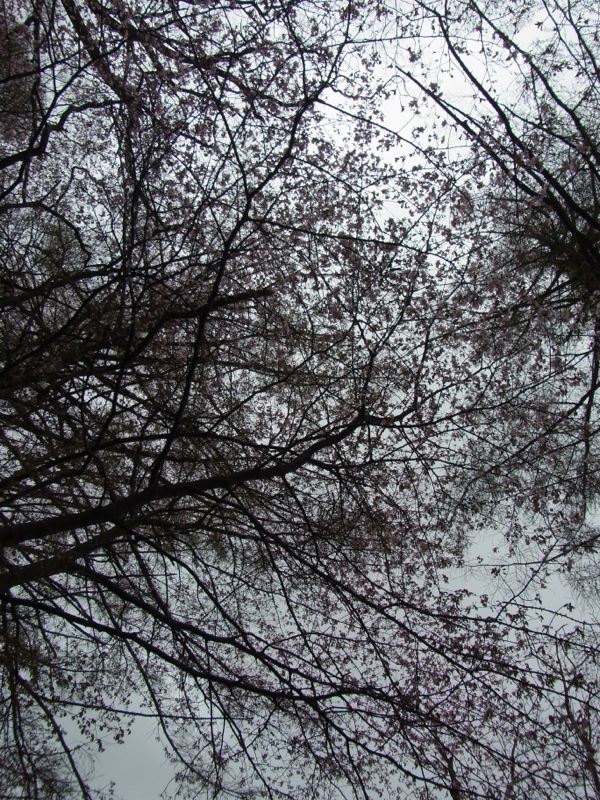 f:id:elmikamino:20120503100311j:image