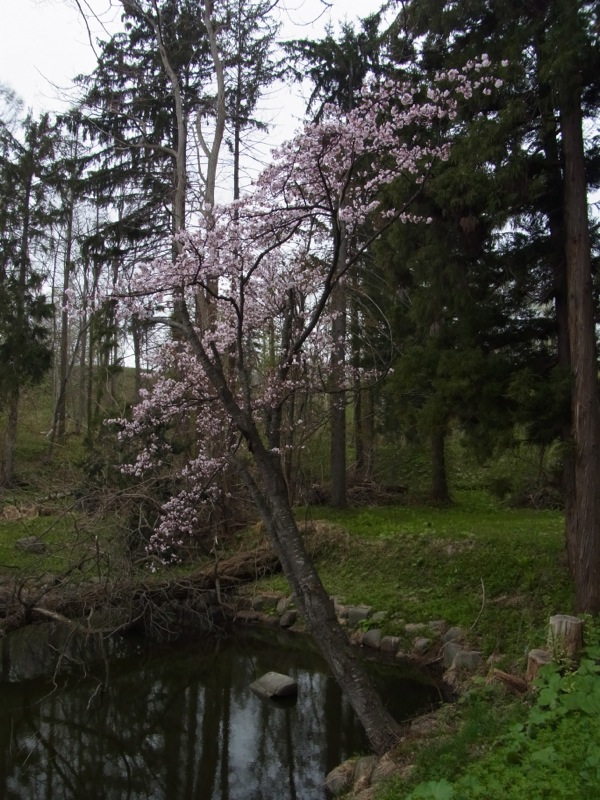 f:id:elmikamino:20120503100447j:image