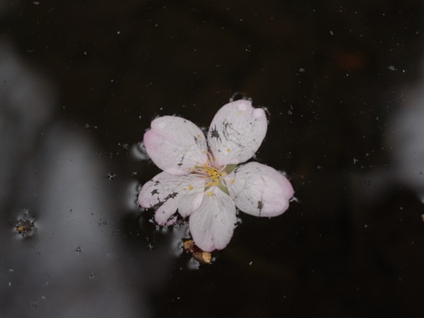 f:id:elmikamino:20120503101343j:image