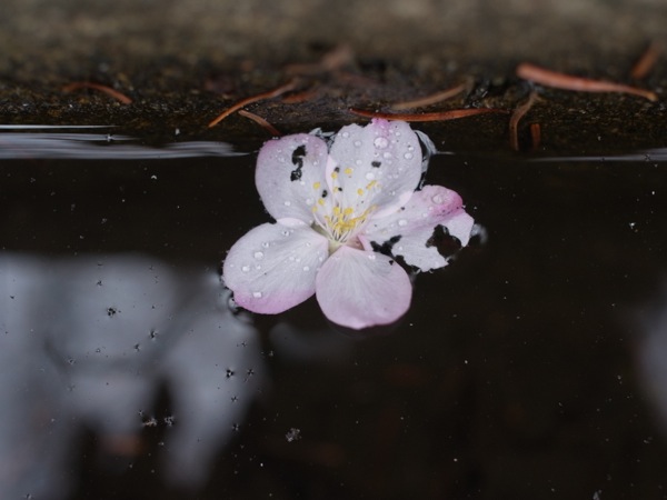 f:id:elmikamino:20120503101419j:image