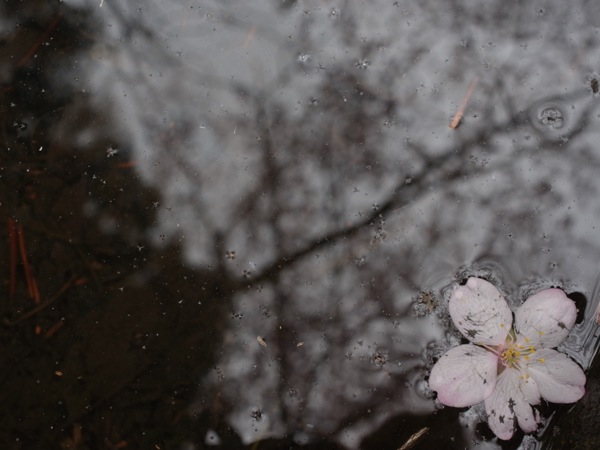 f:id:elmikamino:20120503101606j:image