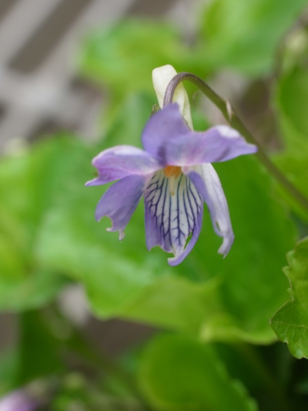 f:id:elmikamino:20120503101920j:image