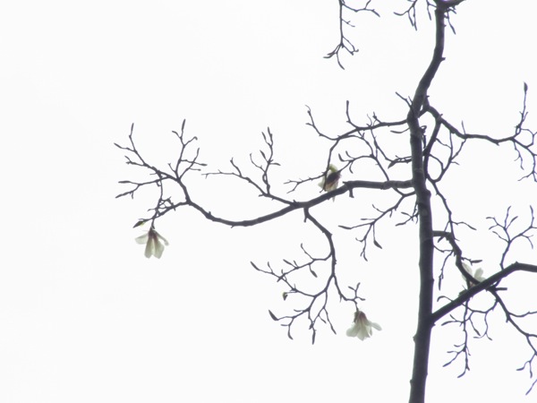 f:id:elmikamino:20120503102636j:image