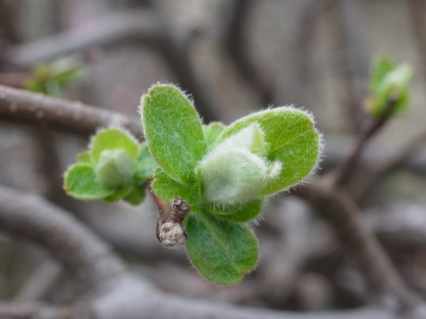 f:id:elmikamino:20120503102846j:image