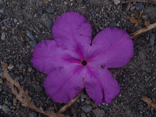 f:id:elmikamino:20120503103020j:image