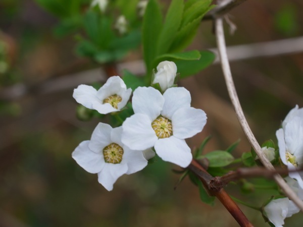 f:id:elmikamino:20120503103451j:image