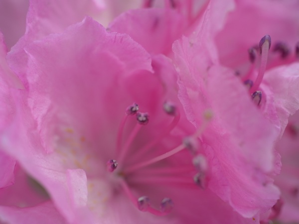 f:id:elmikamino:20120503104029j:image