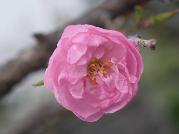 f:id:elmikamino:20120503104111j:image