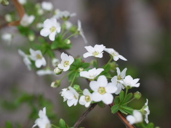 f:id:elmikamino:20120503104158j:image
