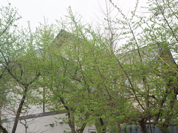 f:id:elmikamino:20120503104853j:image