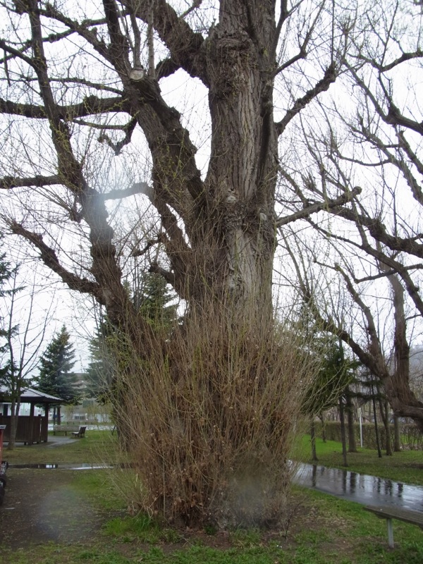 f:id:elmikamino:20120503172812j:image