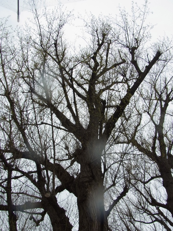 f:id:elmikamino:20120503172828j:image